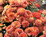 Набір хризантем 4 шт колір мікс Chrysanthemum, фото 4