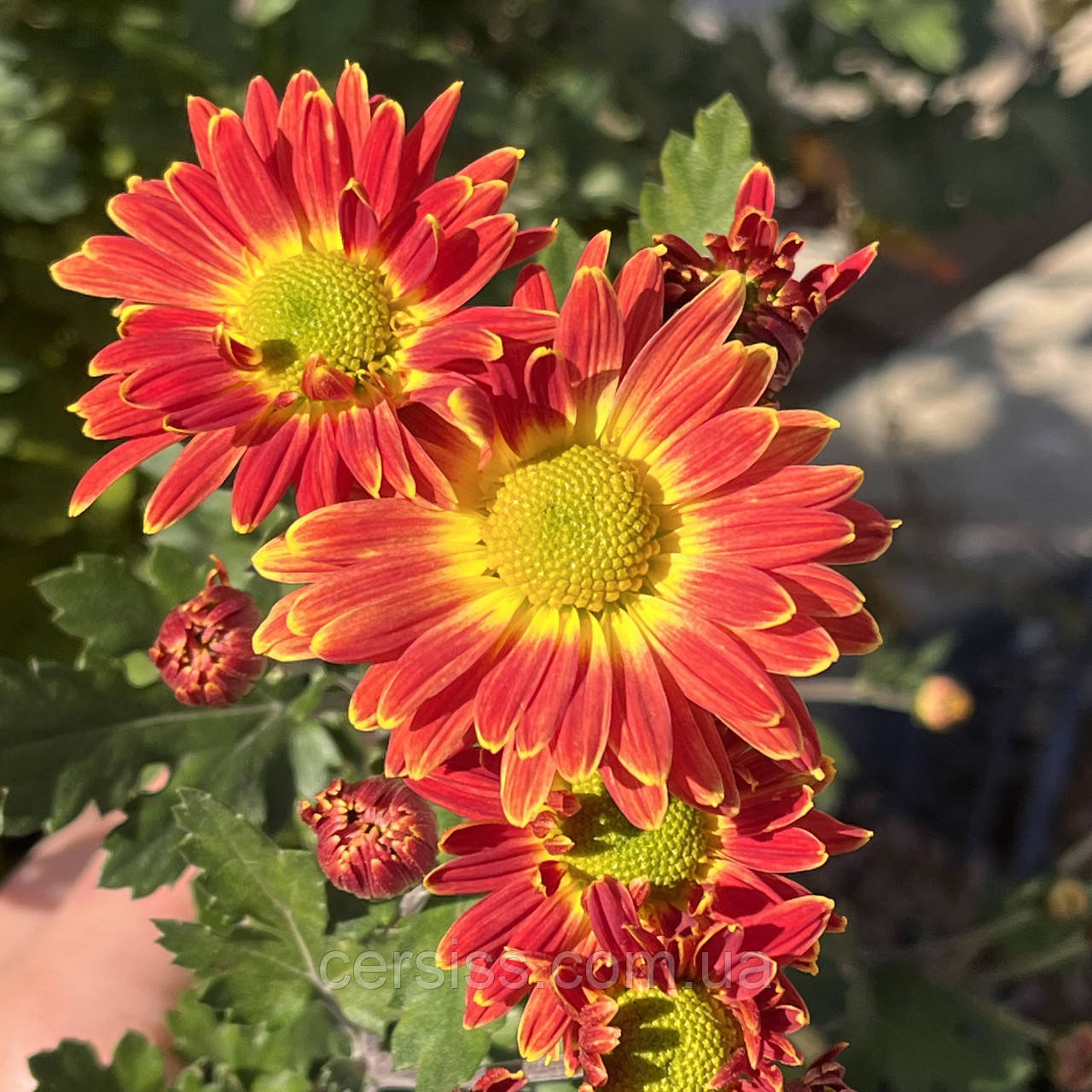 Набір хризантем 4 шт колір мікс Chrysanthemum, фото 1
