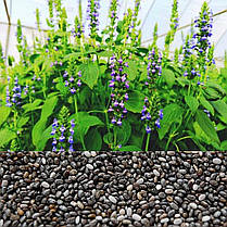 Насіння Шавлія іспанська Чіа 0,5 г LEDAAGRO, фото 3