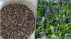 Насіння Шавлія іспанська Чіа 0,5 г LEDAAGRO, фото 4