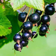 Смородина сорт Тібен, 2 річна