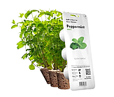 Змінний картридж до гроубоксу Click and Grow М'ята (7397)