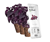 Змінний картридж до гроубоксу Click and Grow Червоний базилік (7427)