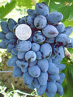 Саджанці винограду дуже раннього терміну дозрівання.