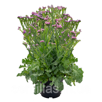 Насіння кермека Хіпстер (Hipster). 50 шт., рожевий, ЛєдаАгро