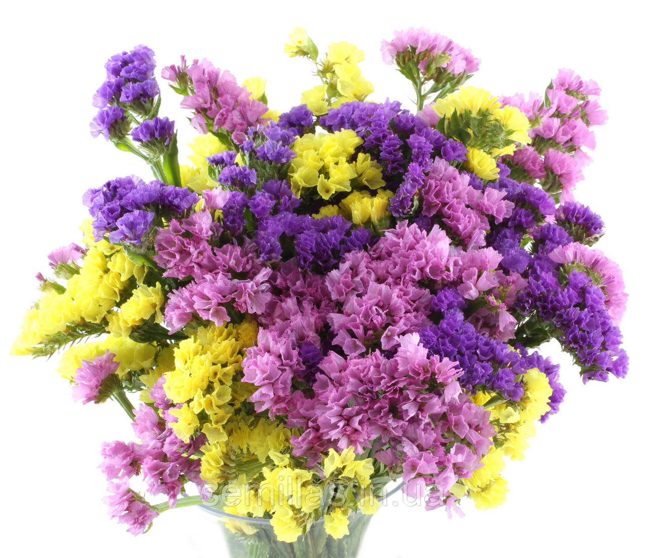 Насіння кермека Хіпстер (Hipster). 50 шт., суміш, ЛєдаАгро