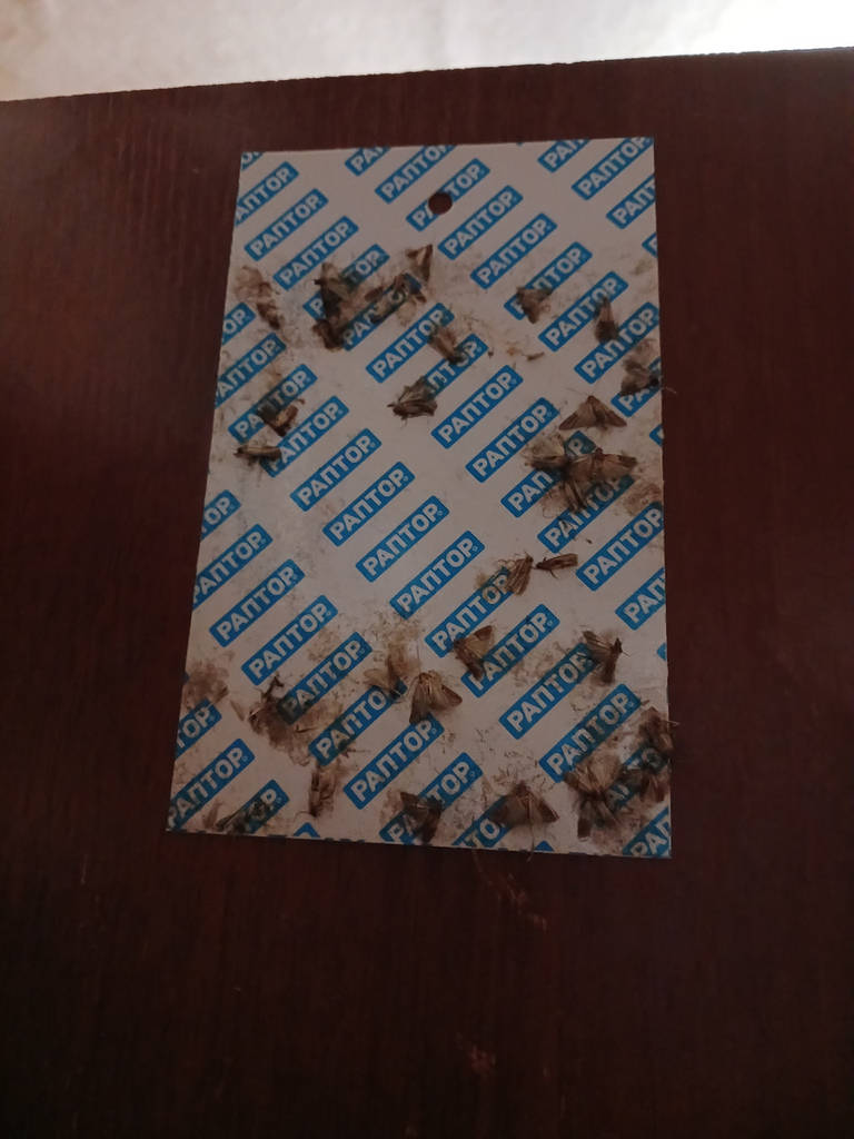 Ловушка РАПТОР от пищевой моли 2 шт - фото покупателей 1