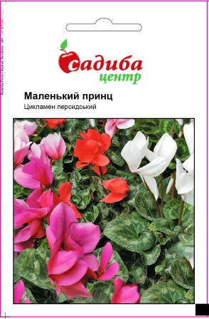 Цикламен персидський Маленький принц F1 3 шт. Садиба Центр, фото 1