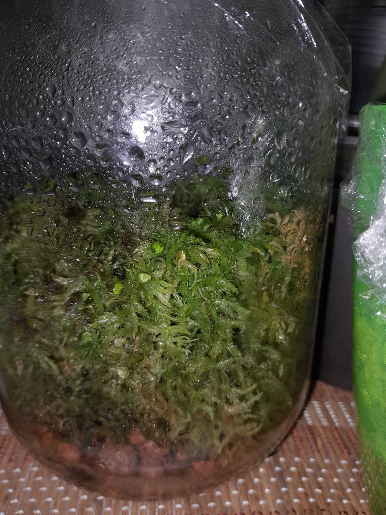 Мох сфагнум натуральний 1л - фото покупців 1