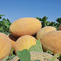 Насіння дині Амал F1 (Clause), 1 000 насінин — рання (65-70 днів), овальна, тип Ананас