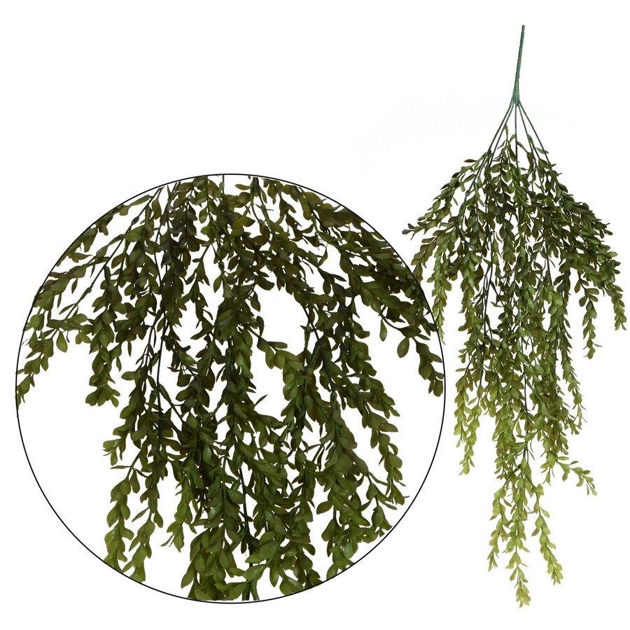 Самшит — Свіс 80 см