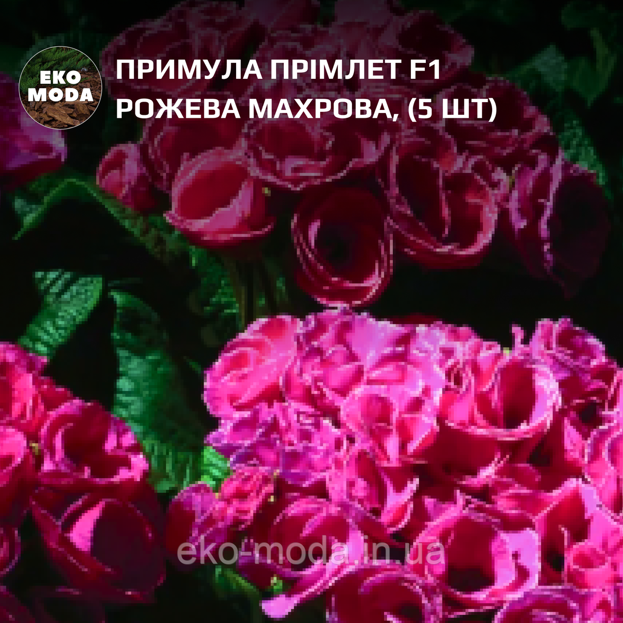 Примула Прімлет F1 рожева махрова (5 шт zip-пакет)