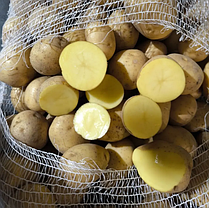 Насіннєва картопля Гала (Gala), 70-80 днів 2 репродукція, фото 2