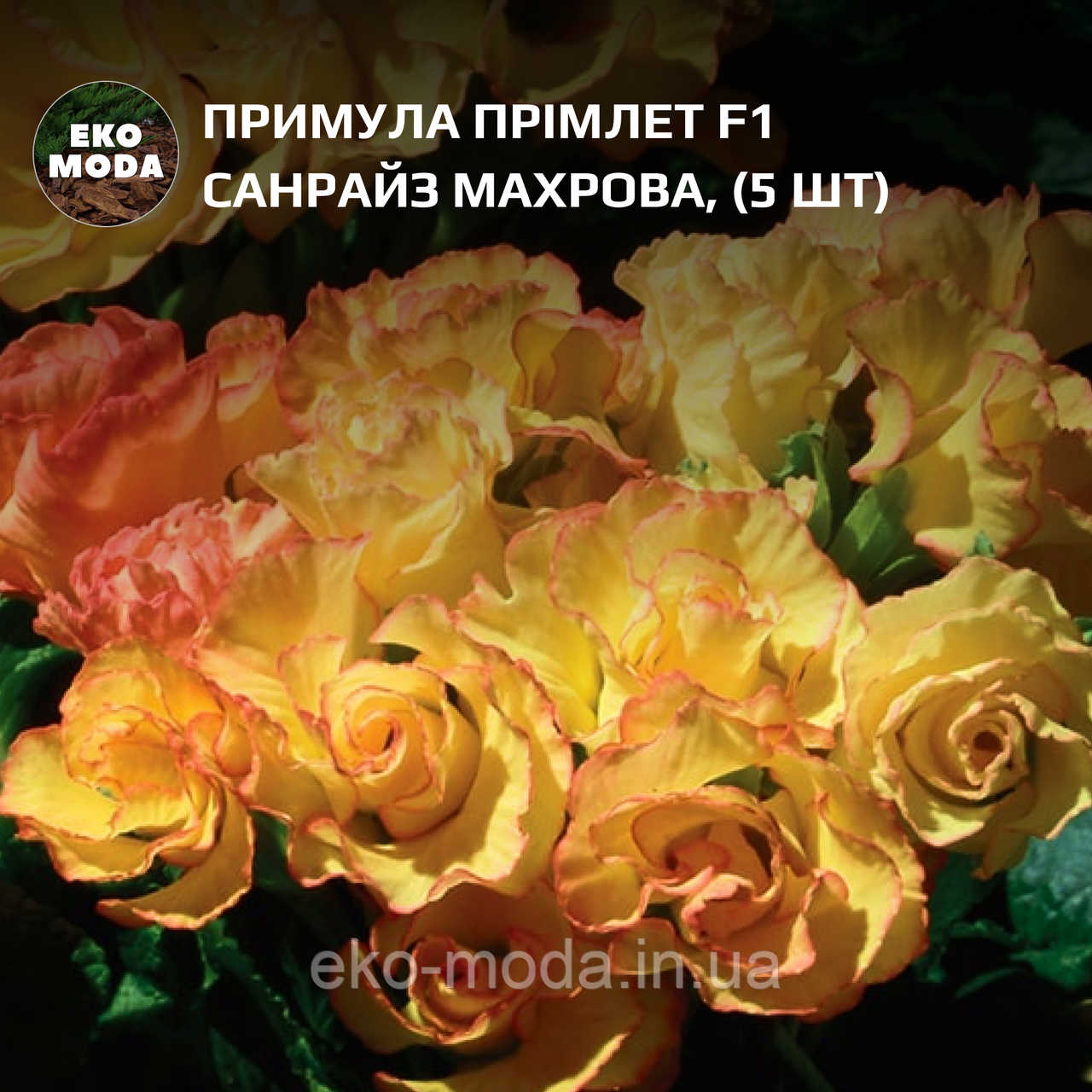 Примула Прімлет F1 Санрайз махрова (5 шт zip-пакет)