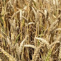 Пшениця яра Зелма Selgen безоста чешська селекція, 1-ша репродукція, 50 кг