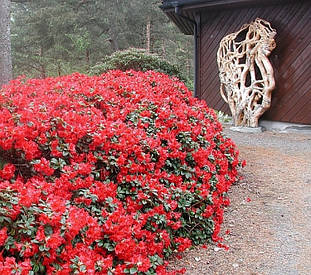 Рододендрон Baden-Baden 3 річний, Рододендрон Баден Баден, Rhododendron Baden-Baden