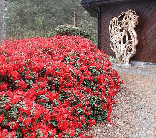 Рододендрон Baden-Baden 2 річний, Рододендрон Баден Баден, Rhododendron Baden-Baden, фото 1