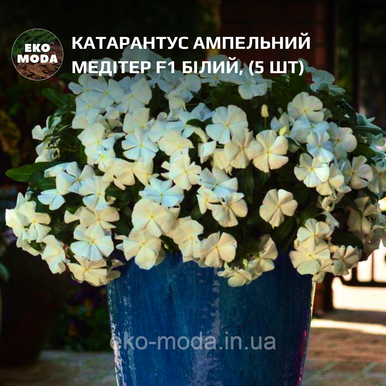 Катарантус ампельний Медітер F1 білий, (5 шт zip-пакет), фото 1