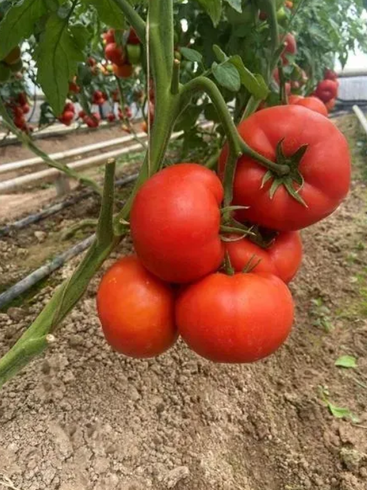 Насіння томату Жаміля F1 Rijk Zwaan 1000