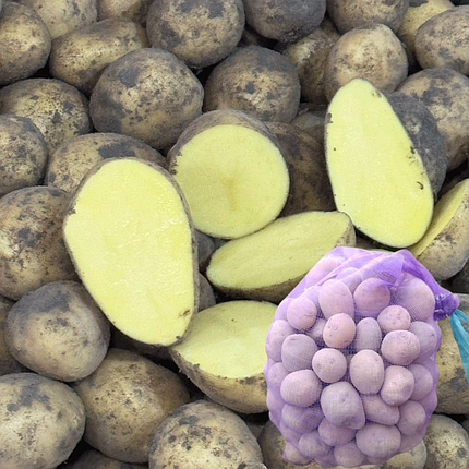 Насіннєва картопля Гала (Gala), 70-80 днів 2 репродукція, фото 1