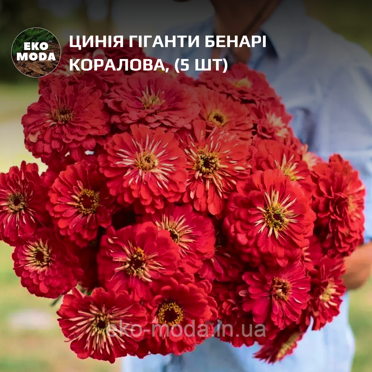 Цинія Гіганти Бенарі коралова, (5 шт zip-пакет)