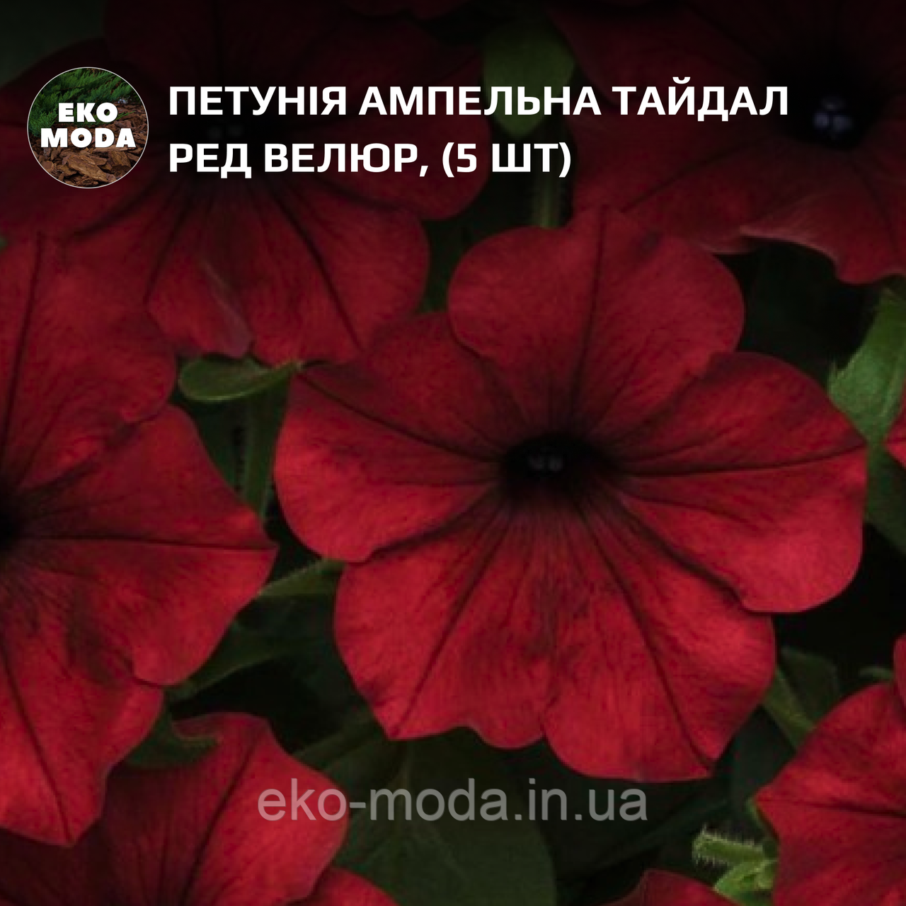 Петунія ампельна Тайдал вейв F1 ред велюр, (5 шт zip-пакет)
