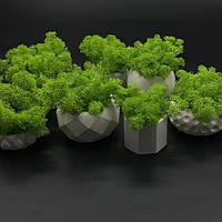 Кашпо з мохом