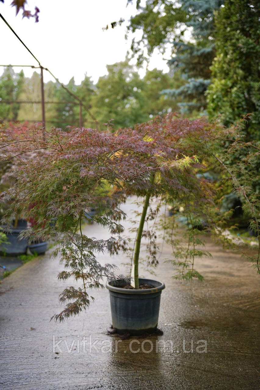 Клен ACER PALMATUM EMERALD LACE     c 35 h 100-120 1/2 FUSTO, фото 1