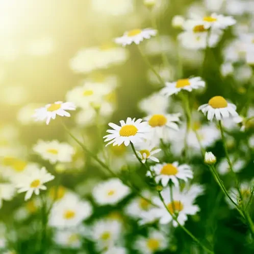 Аромаолія Лугове світло (CandleScience Meadowlight)