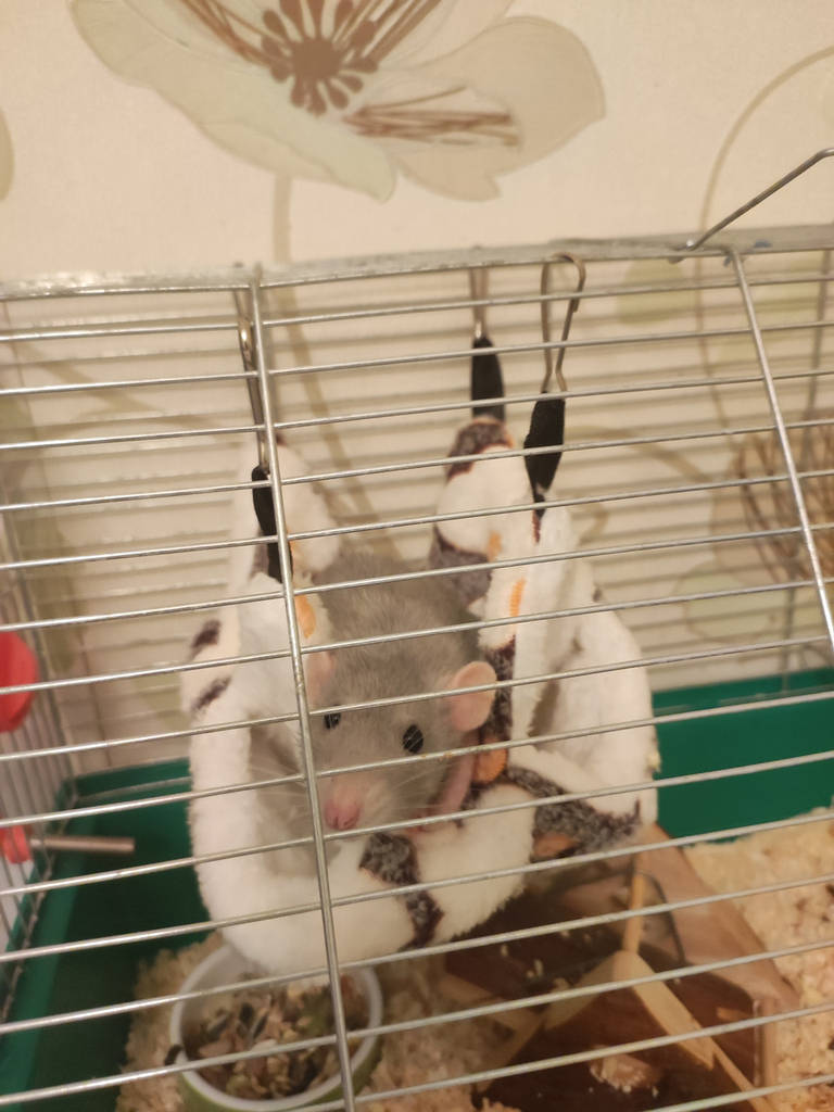 Підвісне ліжечко-гамак для гризунів з натуральної бавовни утеплене 20×20 см - коричневе - фото покупців 1