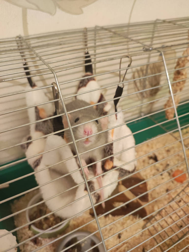 Підвісне ліжечко-гамак для гризунів з натуральної бавовни утеплене 20×20 см - коричневе - фото покупців 2