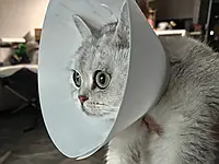 Захисний конус для котів та маленьких собак після травм та операцій. Aivory