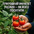 Природний імунітет рослин: як його посилити