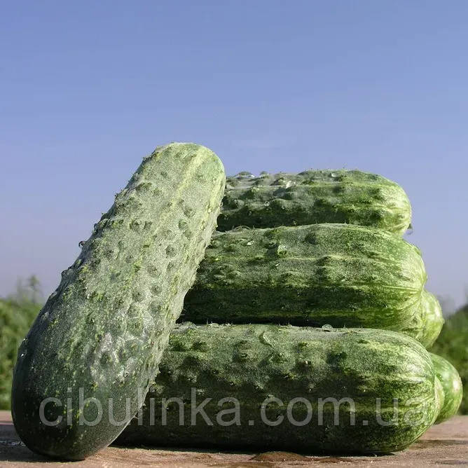 Огірок Делпіна F1 (самозапильний) Nunhems/Нідерланди 20 шт, фото 1