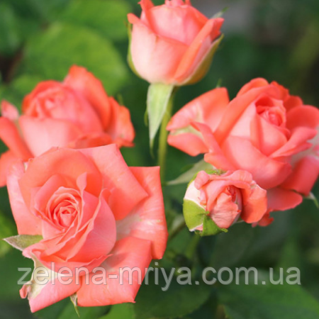 Троянда спрей Барбадос, фото 1