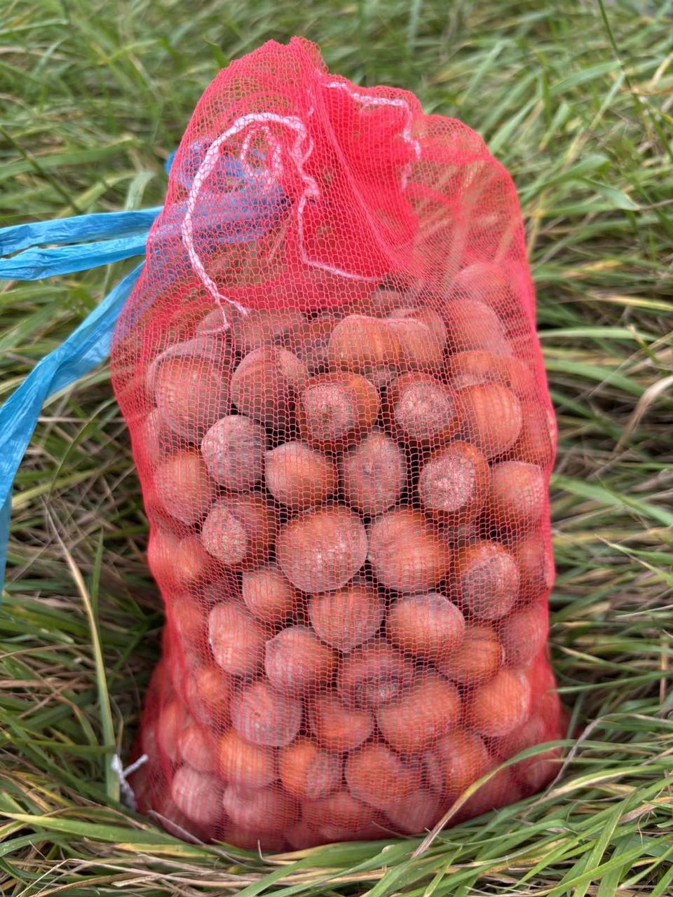 Фундук горіх нечищений (цілий), 1кг., фото 1