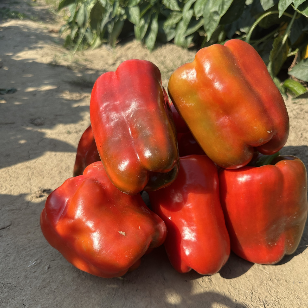 Рікардо F1 (10 нас.) насіння перцю солодкого Nunhems, фото 1