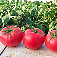 Насіння томату Хапінет F1 (1000 насінин), фото 2