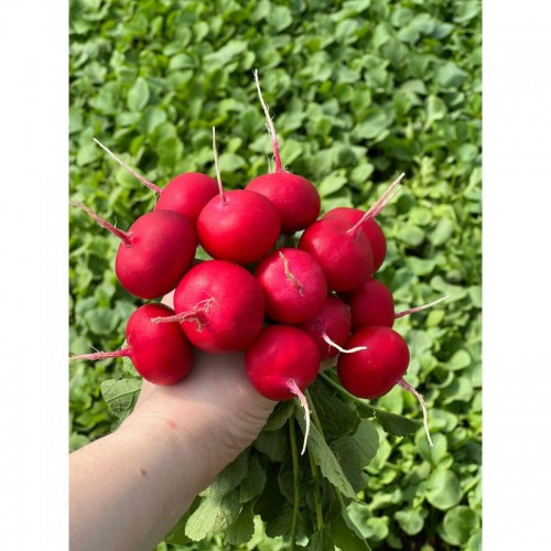 Насіння редису Донато F1 Hazera 10000 3,00-3,20