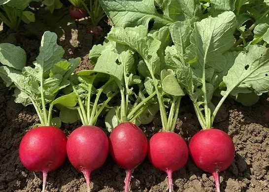 Насіння редису Пепіто F1 Hazera 10000 3,00-3,20