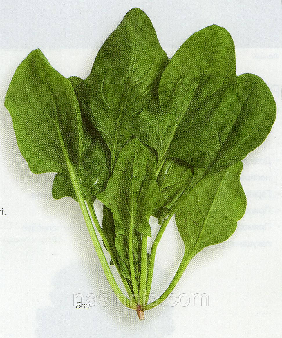 Шпинат Боа 25000 насінин, фото 1