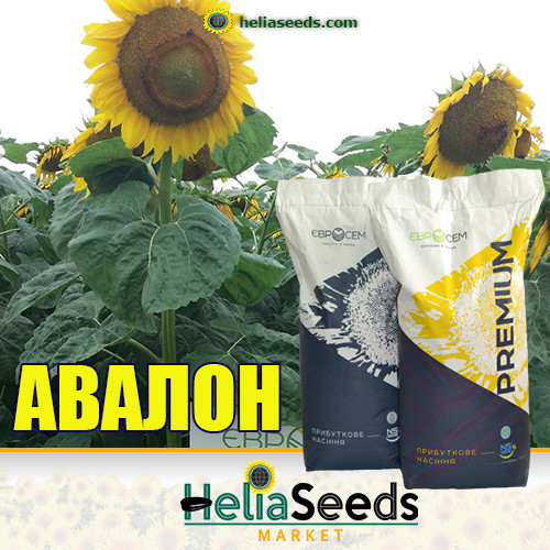 Насіння соняшнику гібрид АВАЛОН, фото 1