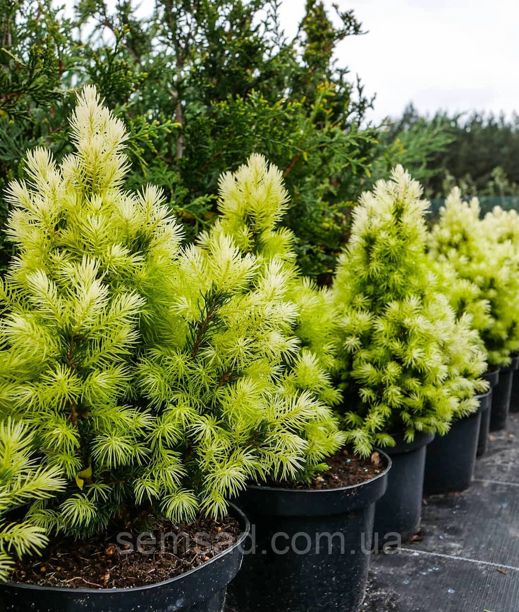Ялина коніка Дейзі Вайт \ Picea glauca Daisy White ( С2л) саджанці