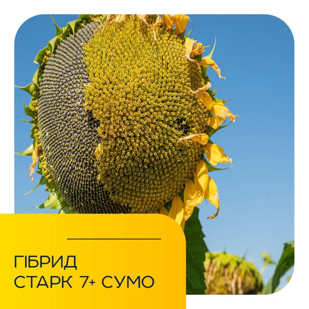 Насіння соняшнику СТАРК 7+ Сумо насіння соняшнику, фото 1