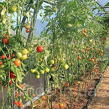 Опора для рослин Ø 6мм ТУ, фото 3