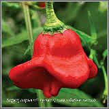 Перець - насіння