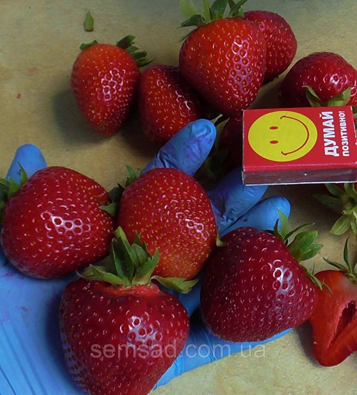 Полуниця " Румба " ( рання \ саджанці р12 )