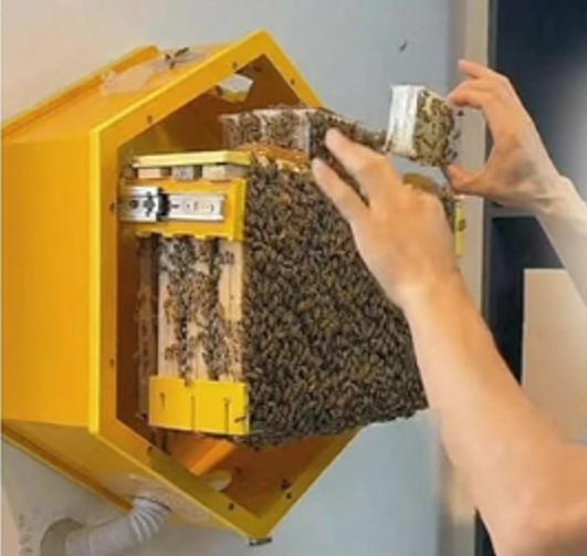 Домашній оглядовий вулик, фото 1