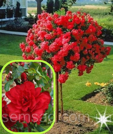 Хеномелес яп. Скарлет Шторм ( Штамб 100 - 120см саджанці 2 роки)