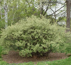 Гумі 3 річний, Гумі / Лох багатоквітковий, Elaeagnus multiflora, фото 6
